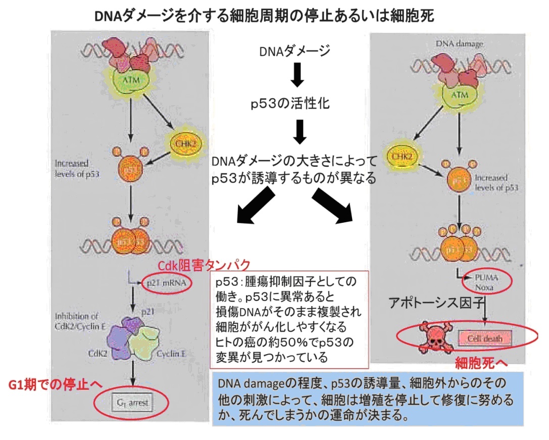 G2/M期DNA損傷チェックポイント